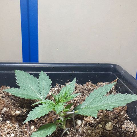 1302 A.C.A.B growlog timeline photo