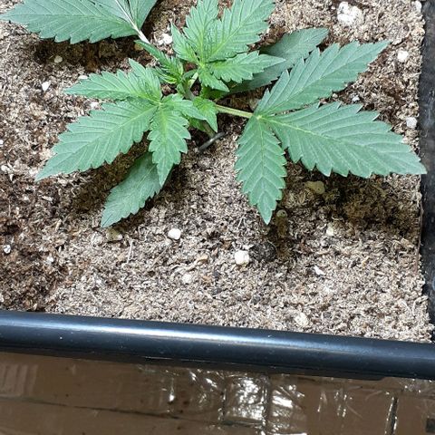 1302 A.C.A.B growlog timeline photo