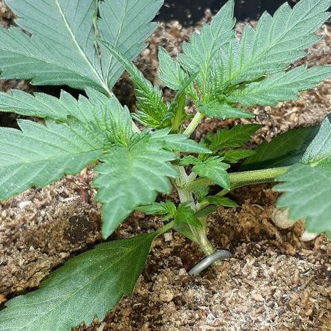 1302 A.C.A.B growlog timeline photo