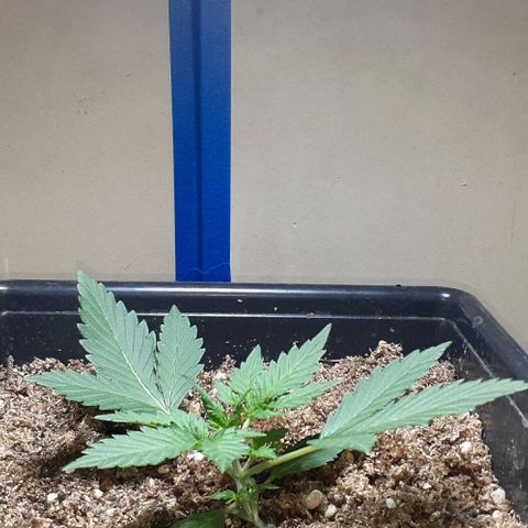 1302 A.C.A.B growlog timeline photo