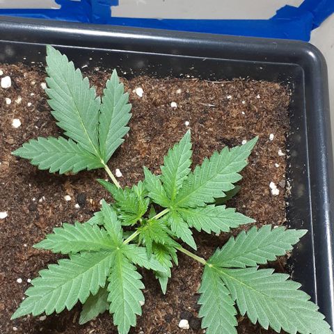 1302 A.C.A.B growlog timeline photo