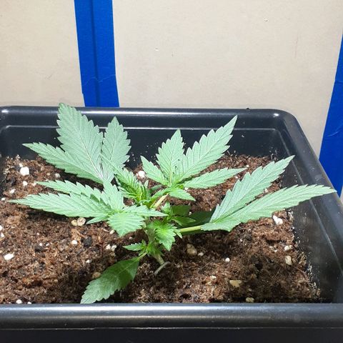 1302 A.C.A.B growlog timeline photo