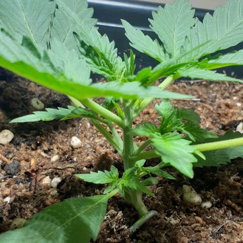 1302 A.C.A.B growlog timeline photo