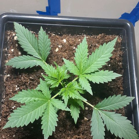 1302 A.C.A.B growlog timeline photo