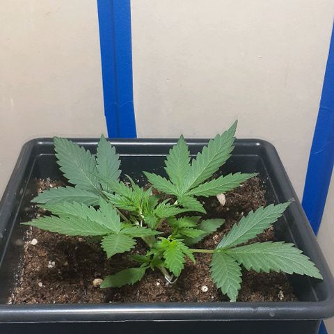 1302 A.C.A.B growlog timeline photo