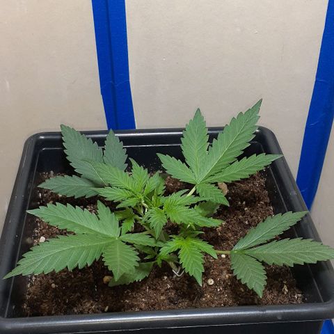 1302 A.C.A.B growlog timeline photo
