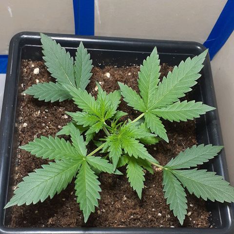 1302 A.C.A.B growlog timeline photo