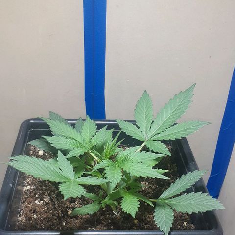 1302 A.C.A.B growlog timeline photo