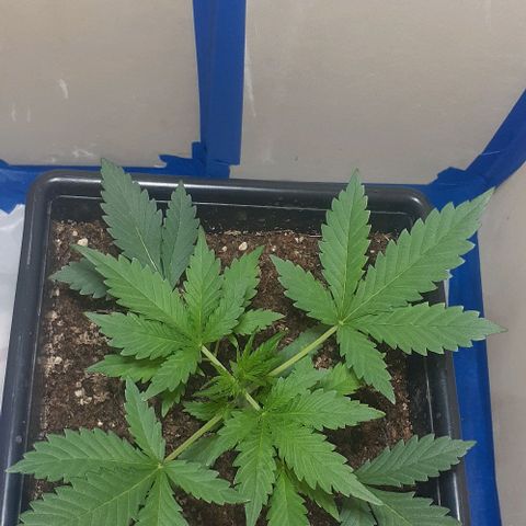 1302 A.C.A.B growlog timeline photo