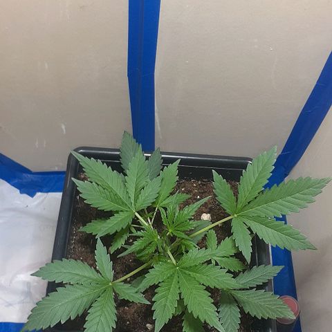 1302 A.C.A.B growlog timeline photo
