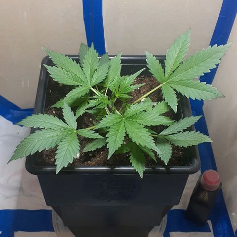 1302 A.C.A.B growlog timeline photo