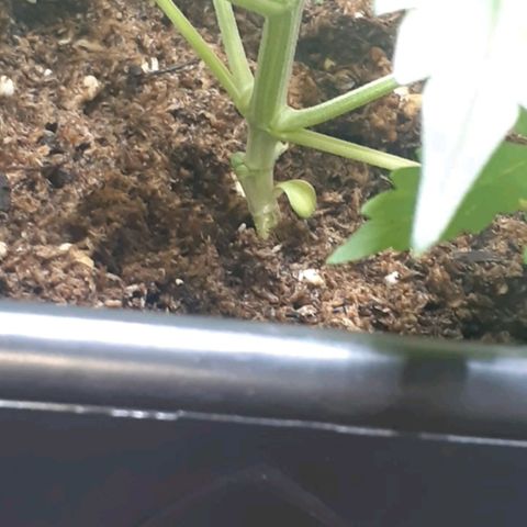 1302 A.C.A.B growlog photo: Poda de bajos 