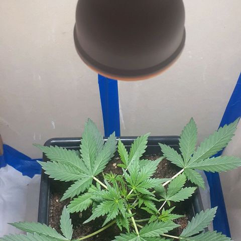 1302 A.C.A.B growlog timeline photo