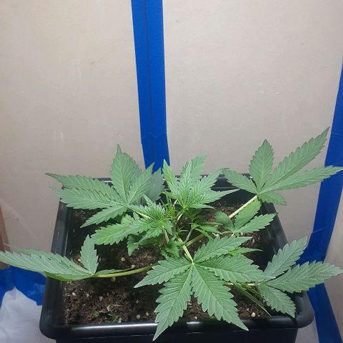 1302 A.C.A.B growlog timeline photo