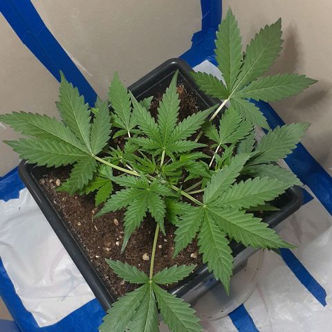 1302 A.C.A.B growlog photo: Despues de la poda de bajos no muestra estres 