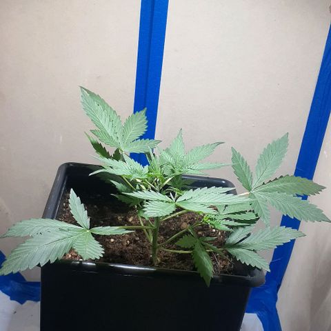 1302 A.C.A.B growlog photo: Despues de la poda de bajos no muestra estres 