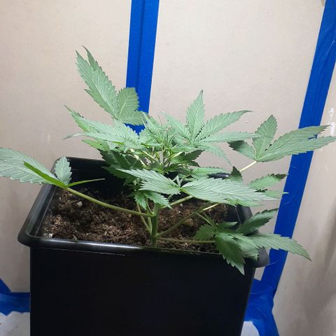 1302 A.C.A.B growlog timeline photo
