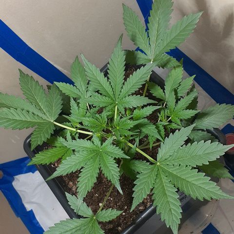 1302 A.C.A.B growlog timeline photo