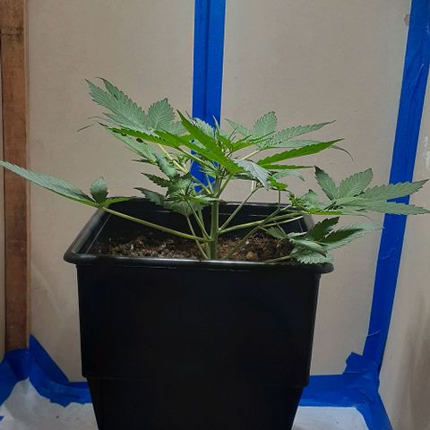 1302 A.C.A.B growlog timeline photo
