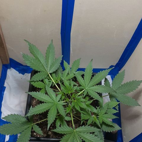 1302 A.C.A.B growlog timeline photo