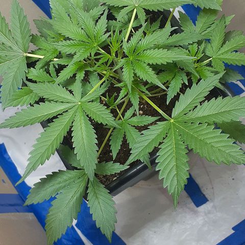 1302 A.C.A.B growlog timeline photo