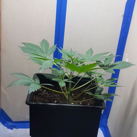 1302 A.C.A.B growlog timeline photo