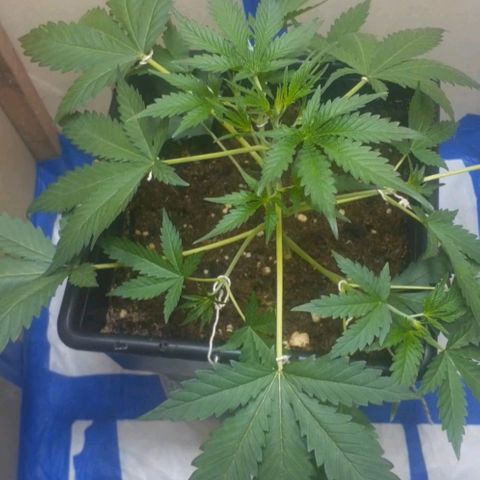 1302 A.C.A.B growlog photo: Lst