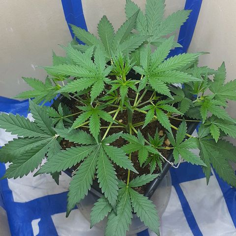 1302 A.C.A.B growlog timeline photo