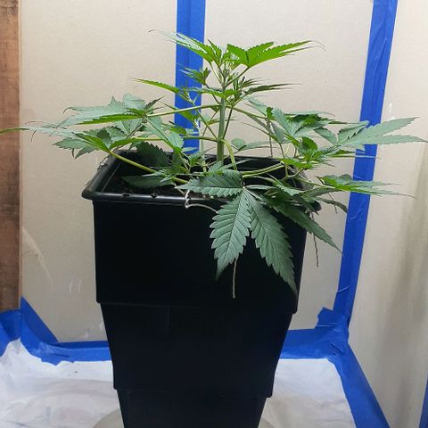 1302 A.C.A.B growlog timeline photo