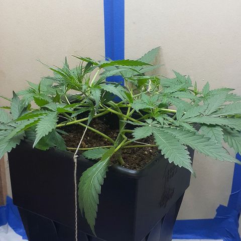 1302 A.C.A.B growlog timeline photo