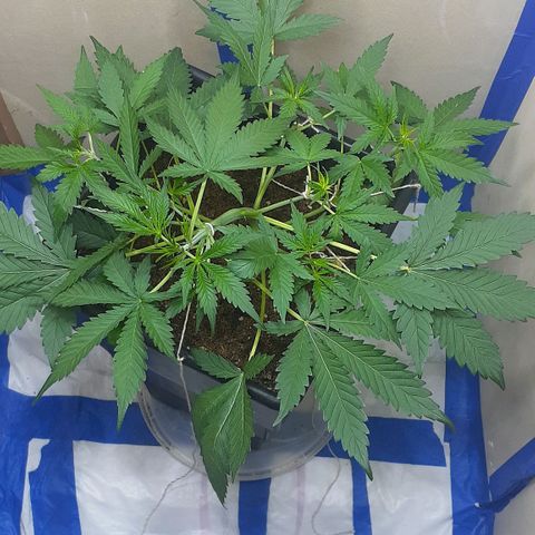 1302 A.C.A.B growlog timeline photo