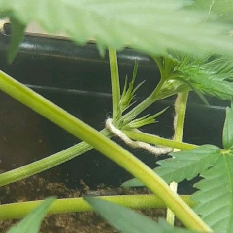 1302 A.C.A.B growlog timeline photo