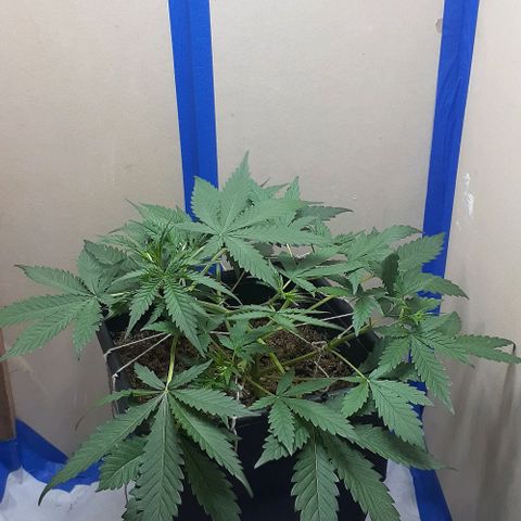 1302 A.C.A.B growlog timeline photo