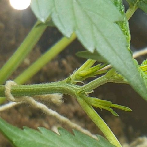 1302 A.C.A.B growlog timeline photo