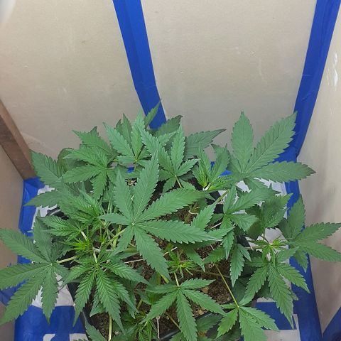 1302 A.C.A.B growlog timeline photo