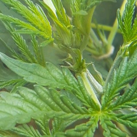 1302 A.C.A.B growlog timeline photo