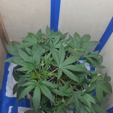 1302 A.C.A.B growlog timeline photo