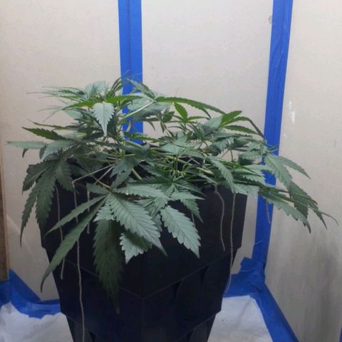 1302 A.C.A.B growlog timeline photo
