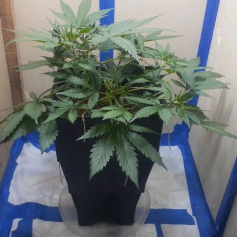 1302 A.C.A.B growlog timeline photo