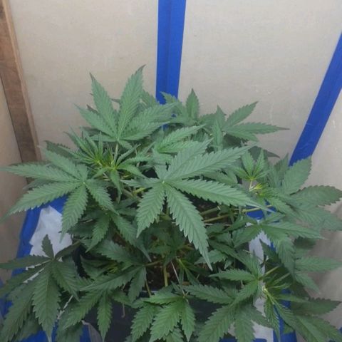 1302 A.C.A.B growlog timeline photo