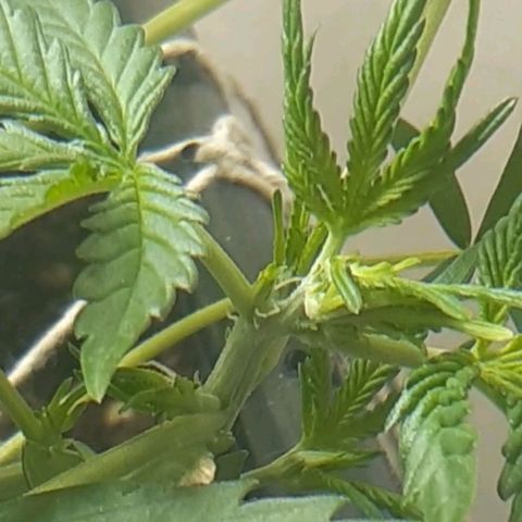 1302 A.C.A.B growlog timeline photo