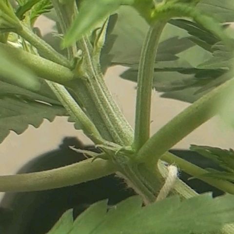 1302 A.C.A.B growlog timeline photo