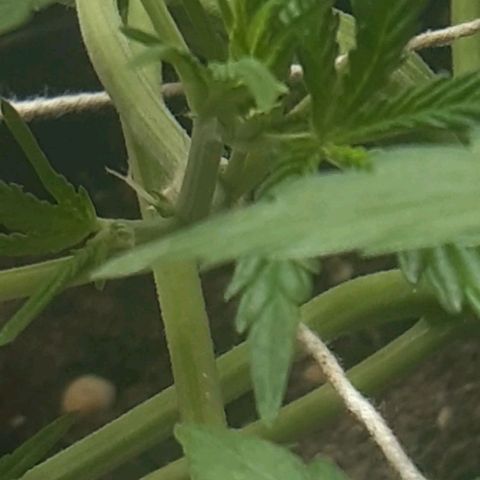 1302 A.C.A.B growlog timeline photo