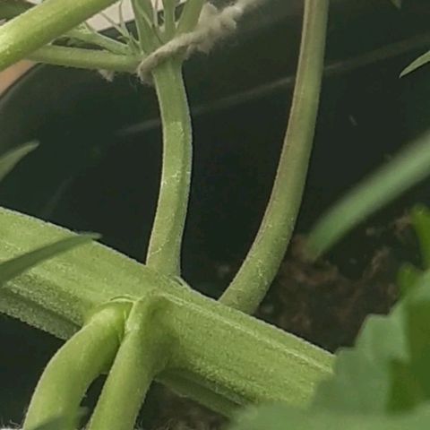 1302 A.C.A.B growlog timeline photo