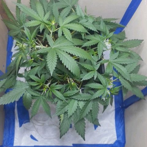1302 A.C.A.B growlog timeline photo