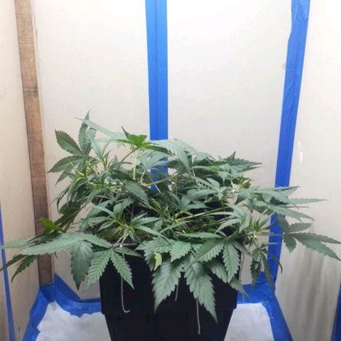 1302 A.C.A.B growlog timeline photo