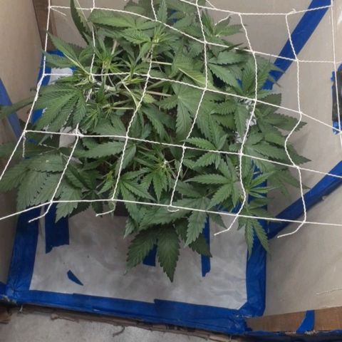 1302 A.C.A.B growlog timeline photo