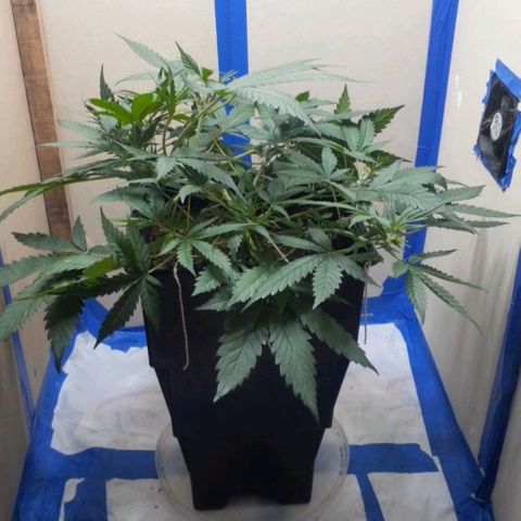 1302 A.C.A.B growlog timeline photo