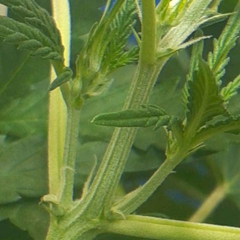 1302 A.C.A.B growlog timeline photo
