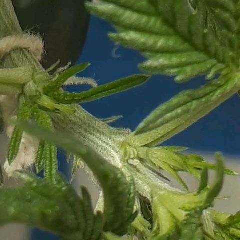 1302 A.C.A.B growlog timeline photo